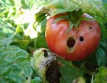 Кто дырявит помидоры и как их спасти от вредителя Маленькие зеленые гусеницы на томатах