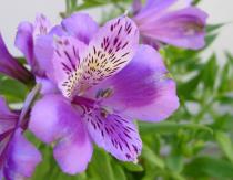 Цветок альстромерия: выращивание и уход (фото)