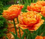 Тюльпаны – посадка и уход в открытом грунте