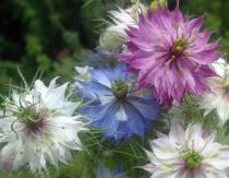 Цветы нигеллы – посадка и уход, выращивание из семян Нигелла дамасская