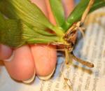 Есть ли возможность реанимировать орхидею, если сгнили корни?